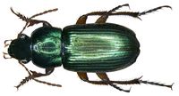 Harpalus affinis Schrank, 1781 (2934592881).jpg