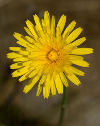 Blüte – Alvesgaspar, CC BY-SA 3.0