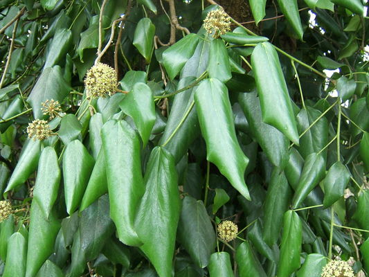 Hedera colchica2.jpg