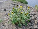 Helianthus annuus IPM5236014.jpg