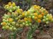 Helichrysum-arenarium Biel-1 BIB.jpg