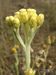 Helichrysum-arenarium Biel-9 BIB.jpg