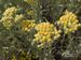 Helichrysum-arenarium Wolf-1 BIB.jpg