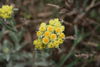 Helichrysum arenarium - Mainzer Sand IMG 5702.JPG