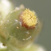 Die Narben der äußeren Blütchen erscheinen zuerst. Pollen sind nicht zu sehen. Es müssen weibliche Blütchen sein. (Bild: W. Wohlers, JKI)