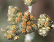 Blütenkörbe von oben. Sie befinden sich nur an der Triebspitze. (Bild: W. Wohlers, JKI)