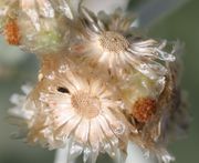 Die Hüllblätter und die leeren Körbe insgesamt vertrocknen und bleiben lange erhalten, typisch für Strohblumen. (Bild: W. Wohlers, JKI)