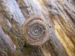 Gehäuse der Riemenschnecke - Tim Adriaens, CC0