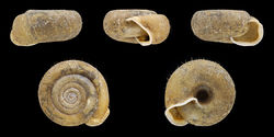 Gehäuse der Riemenschnecke - H. Zell, CC BY-SA 3.0