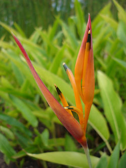 alt=Description de l'image Heliconia-psittacorum-Réunion.jpg.