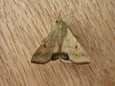 Helicoverpa armigera 3.jpg