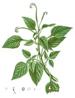 Heliotropium indicum Blanco1.184-cropped.jpg