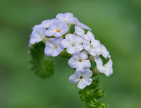 Heliotropium indicum W IMG 9953.jpg