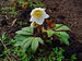 Helleborus niger 001.JPG