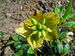 Helleborus niger 003.JPG