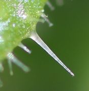 Bei vielen Haaren sind die Anker so klein, dass sie kaum auffallen. (Bild: W.Wohlers)