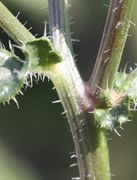Die am Ansatz roten Seitentriebe können dicker sein als der Hauptrieb. (Bild: W.Wohlers, JKI)