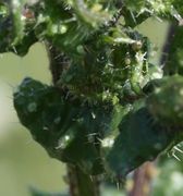 Die Blattläuse siedelten auch an einer Knospe, sonst aber nirgendwo: insgesamt geringer Befall. Die Ankerhaare sind wohl wirksam. (Bild: W.Wohlers, JKI)
