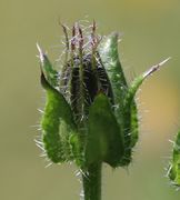 Die Mittelrippe wächst über die Spitze des Hüllblattes hinaus. (Bild: W.Wohlers)