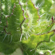 Trotz ihrer großen Anzahl der Haare bleiben die Hüllblätter kaum aneinander hängen. (Bild: W.Wohlers)
