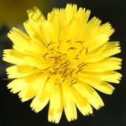 Der weit geöffnete Blütenkorb enthält nur Zungenblüten und hat hier einen Durchmesser von 3,5 cm. (Bild: W.Wohlers, JKI)
