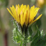 Die am Rand stehenden Zungenblüten sind außen rötlich gefärbt. (Bild: W.Wohlers)