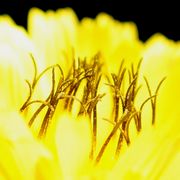 Die Narben sind braun, der Pollen gelb. (Bild: W.Wohlers, JKI)
