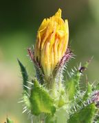Die verblühten Zungenblüten ragen aus dem Korb heraus. (Bild: W.Wohlers)