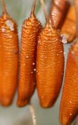Die ca 3 mm langen Samen sind quer geriffelt, oben mit kleinen Widerhaken. (Bild: W.Wohlers)