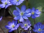 Hepatica nobilis Schreb.