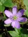 Hepatica-nobilis Biel-5 BIB.jpg