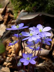 Leberblümchen: Pflanze – Archenzo, CC BY-SA 3.0