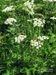 Heracleum-sphondylium-sphondylium Schoenfelder BIB.jpg