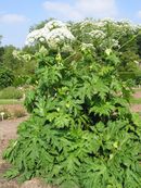 Heracleum mantegazzianum (Meise) JPG1a.jpg