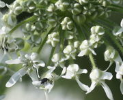 Die äußeren Blüten öffnen sich. Die Narben der inneren Blüten sind bereits zu sehen. (Bild: W. Wohlers, JKI)