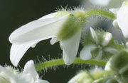 Eine Blüte am Rand der Dolde mit den größeren Außenblättern. (Bild: W. Wohlers, JKI)