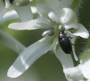 Die Kronblätter haben eine nach innen gebogene Spitze, hier mit einem Rapsglanzkäfer. (Bild: W. Wohlers, JKI)