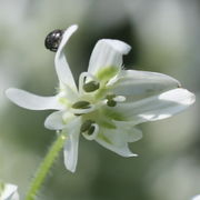 Die äußeren Blüten der Dolden haben häufig nur vier Antheren. (Bild: W. Wohlers, JKI)