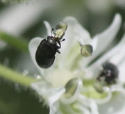 Rapsglanzkäfer fressen den Pollen. (Bild: W. Wohlers, JKI)