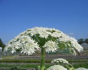 Die weiße Blüte ist attraktiv. Deswegen wurde der Riesen-Bärenklau als Zierpflanze angepflanzt. (Bild: A. Littmann, JKI)