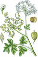 Wiesen-Bärenklau (He­ra­cle­um sphon­dy­li­um L.): A Teil der Pflanze, 1 Stempel; 2 halbreife Frucht; 3 Fruchtträger mit den Früchtchen; 4 Fruchtquerschnitt. 1 bis 4 vergrößert — Abbildung nach Tafel 451 in Thomé & Müller u. a. (1905) verändert