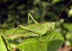 Grünes Heupferd: Weibchen - Fritz Geller-Grimm, CC BY-SA 2.5