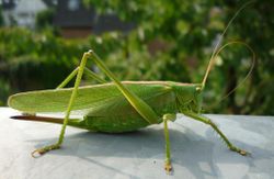 Grünes Heupferd: Weibchen - Joachim K. Löckener, CC BY-SA 3.0
