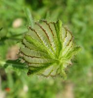 Hibiscus trionum 2.jpg