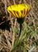 Hieracium-pilosella Biel-4 BIB.jpg