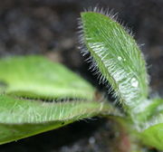 Die Behaarung ist nicht sehr dicht, nur beim jungen Blatt stehen die Haare eng. (Bild: W. Wohlers, JKI)