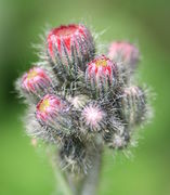 Die Knospen stehen anfangs dicht zusammen. (Bild: W. Wohlers, JKI)