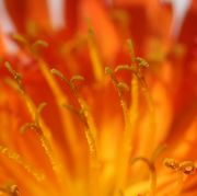 Auf den dunklen Narben sind die hellen Pollen zu sehen. (Bild: W. Wohlers)