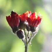 Nachts schließen sich die Blüten. Hier am Morgen sind sie bereits etwas geöffnet. (Bild: W. Wohlers)