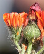 Hier sind zwei Blattläuse der gleichen Art zu sehen, links herumlaufend eine orangefarbene, Farbe wie die Blüten, rechts eine helle, kaum zu identifizieren. Außerdem unscharf eine rotes Würmchen. (Bild: W. Wohlers)